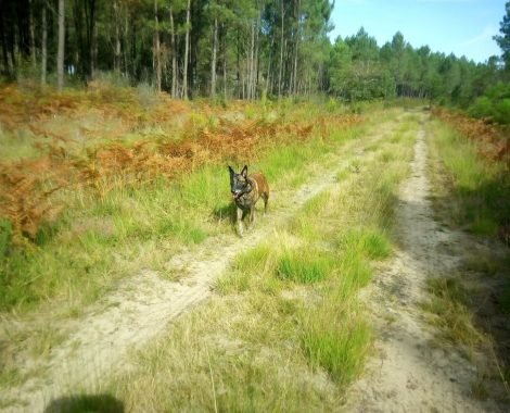 balade en foret