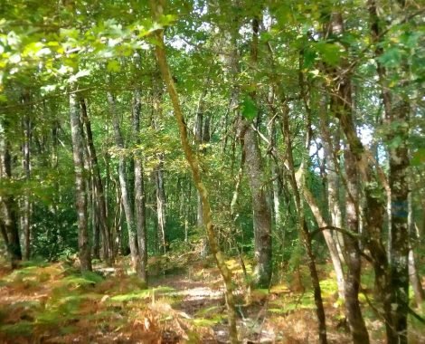 foret sept 2017