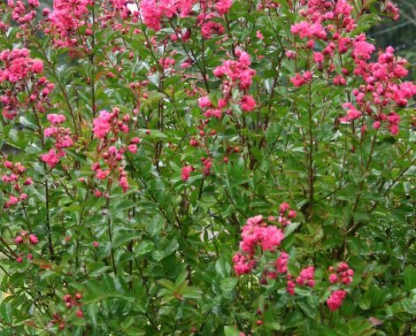 lagoestremia sept 2017
