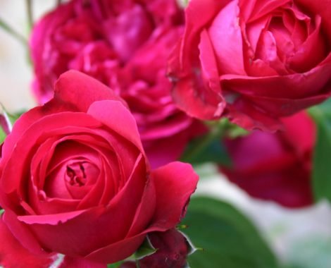 roses du jardin