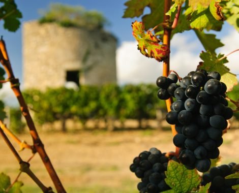 vignobles_medoc